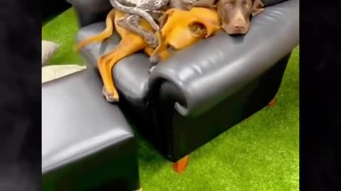 Mira la costumbre de este cachorro