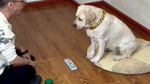 骰盅克星出没，狗狗点数神预测 Dice cup nemesis appears, dogs predict points like gods