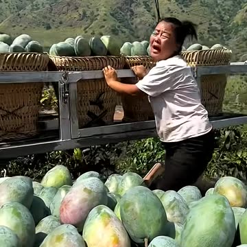 चम्पा के सारे फल बर्बाद हो गए 😭 part {19} #viral #trending #shorts #fruits