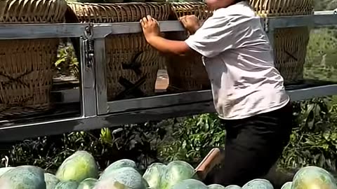 चम्पा के सारे फल बर्बाद हो गए 😭 part {19} #viral #trending #shorts #fruits