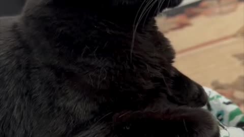 Cute Precious Piper Sits With Her Paws Tucked Under - My Adopted Shelter Cat Vlog #shorts