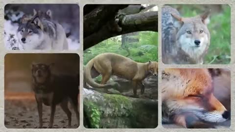 The Bizarre Creatures that Lived on Earth After the Dinosaurs