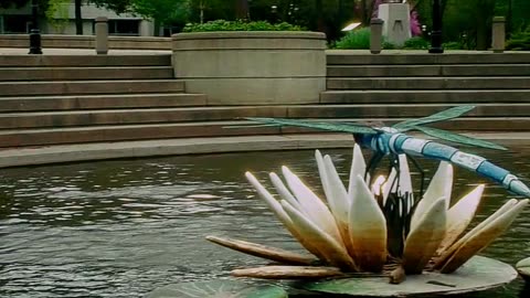 Serenity Over Frame Park: Nature’s Beauty in Waukesha #NatureVibes #RelaxingVideo