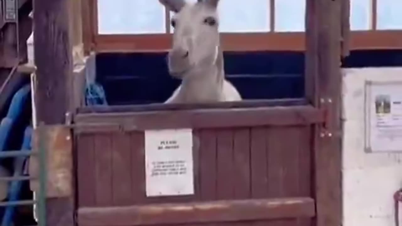 Rare 🇺🇸 - The donkey dance!