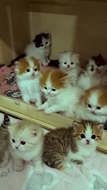 Warning: Too Much Cuteness! 🥺 Unbelievable Baby Kittens! ❤️ #usa #cat #funny