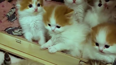 Warning: Too Much Cuteness! 🥺 Unbelievable Baby Kittens! ❤️ #usa #cat #funny