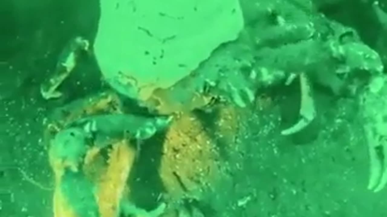 🦀😮 This Crab is Wearing a Sea Anemone Like a Chef's Hat! Amazing Animal Encounters | FeedMyCuriosity