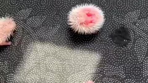 Trending: Rescue a hedgehog, and then #animalshorts #shortvideo #animalrescue