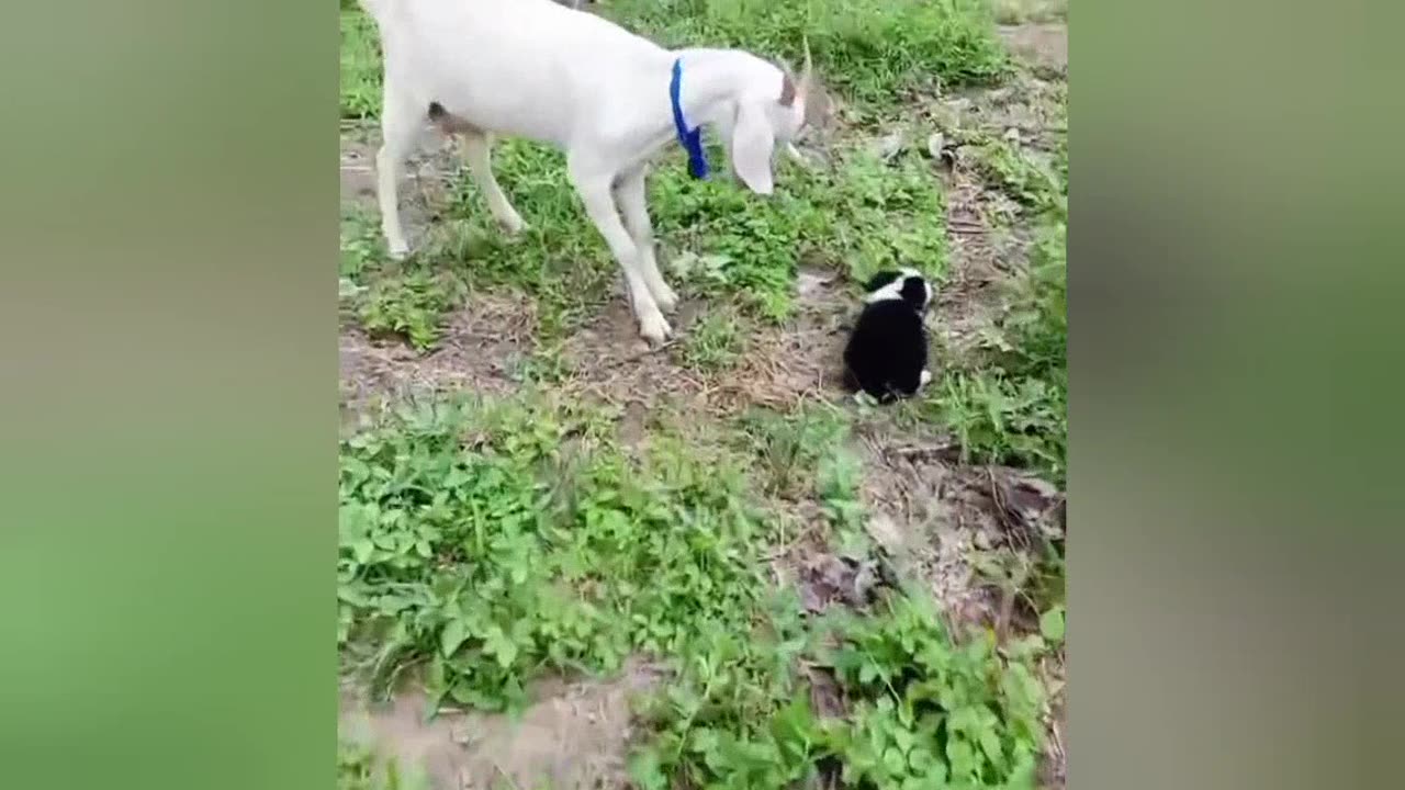Funniest Animals of 2025 – You Won’t Stop Laughing!