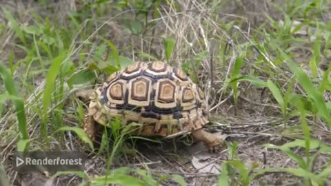 A classical race " Hare and Tortoise"