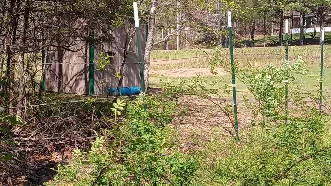 Shiloh's Retreat. Update 2