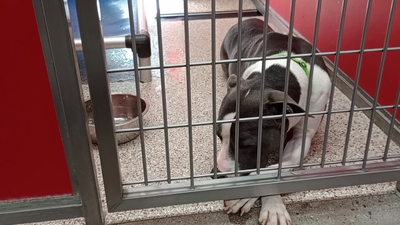 Como Rest in Peace 4y A802894 kennel 73 pod 3 PACC shelter 4-9-2025