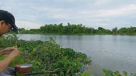 Brasse im Strom Angeln am Fluss #Brassenangeln #Flusszauber #Angelglück