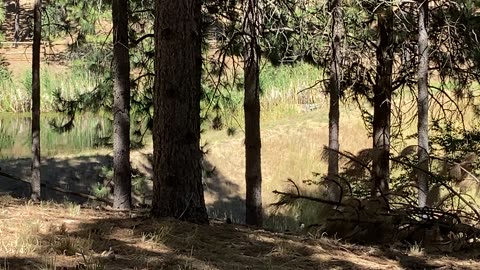 Meadering moose goes for a swim.