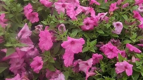 Petunias in Big Winds and Rains
