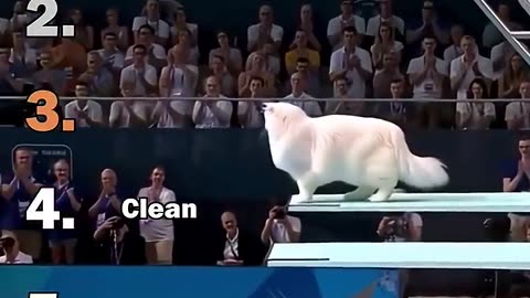 Ranking Best AI Cats Olympic Diving Moments