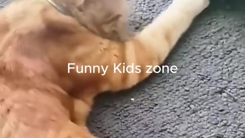 🐾😂 You Won't Believe These Hilarious Funny Animals! part-5