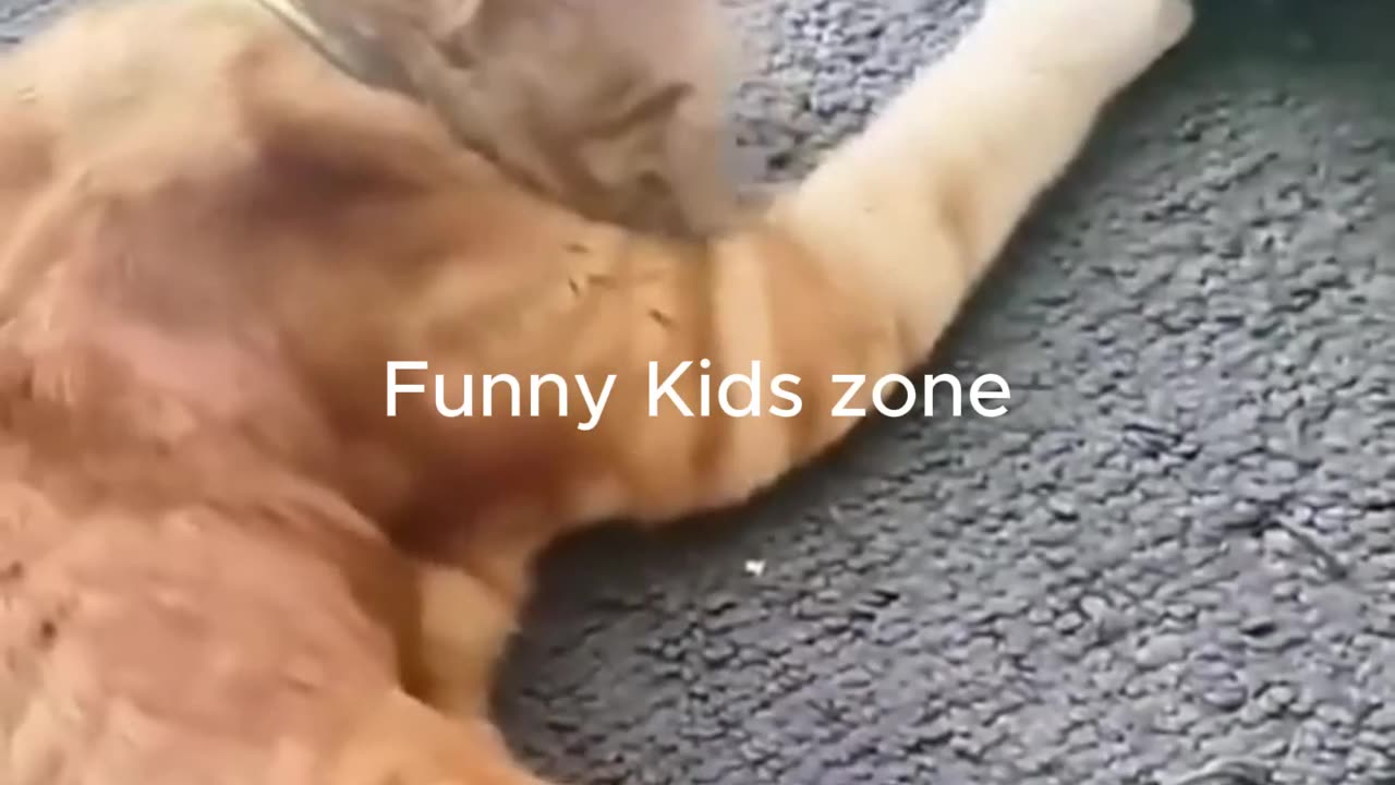🐾😂 You Won't Believe These Hilarious Funny Animals! part-5