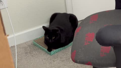 Cute Precious Piper Should Teach Tuffet Sitting - Adopting a Cat from a Shelter Vlog