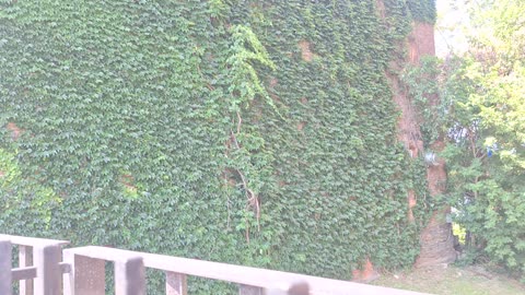 Virginia creeper and bittersweet on the side of a building