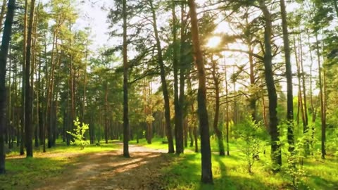 Soothing Music for Relaxation – Reduce Stress, Quiet Your Mind, and Sleep Better