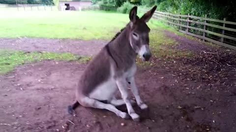 "Donkey Gone Wild! Funniest Farm Fails Caught on Camera"