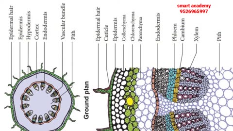 +2, Biology, Functions Of Stem