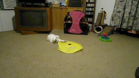 Playful Kitty