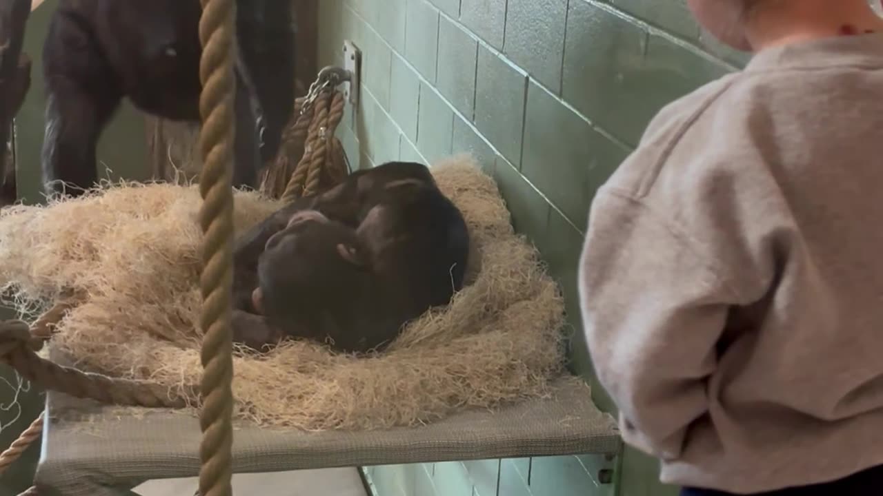 Taking a Break From the Monkey Exhibit