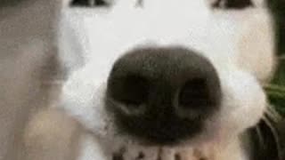 Eu tenho que mentir, o político tem que mentir #humor #lula #política #memes