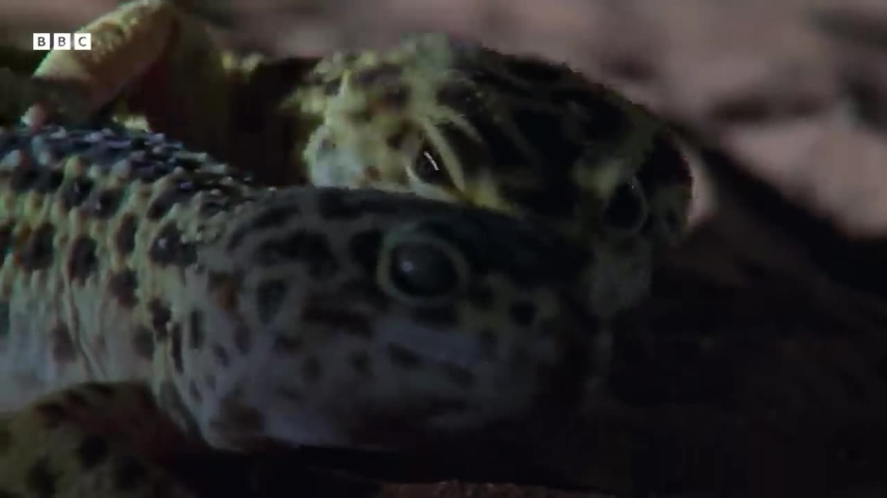 The Reptile Whose Sex is Determined by Temperature | Life In Cold Blood | BBC Earth
