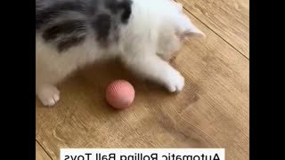 Cute Kittens Frolicking It's So Cute