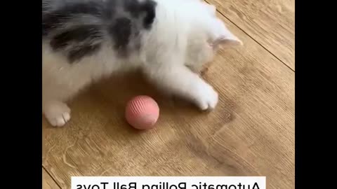 Cute Kittens Frolicking It's So Cute