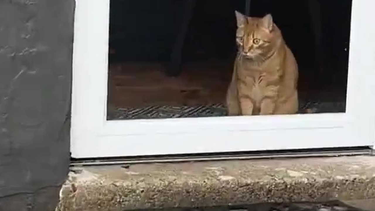 Cat first time seeing a tortoise 😂😂