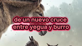¿Por qué las mulas no son capaces de producir crías?