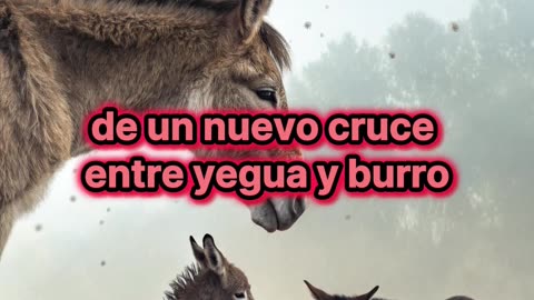 ¿Por qué las mulas no son capaces de producir crías?