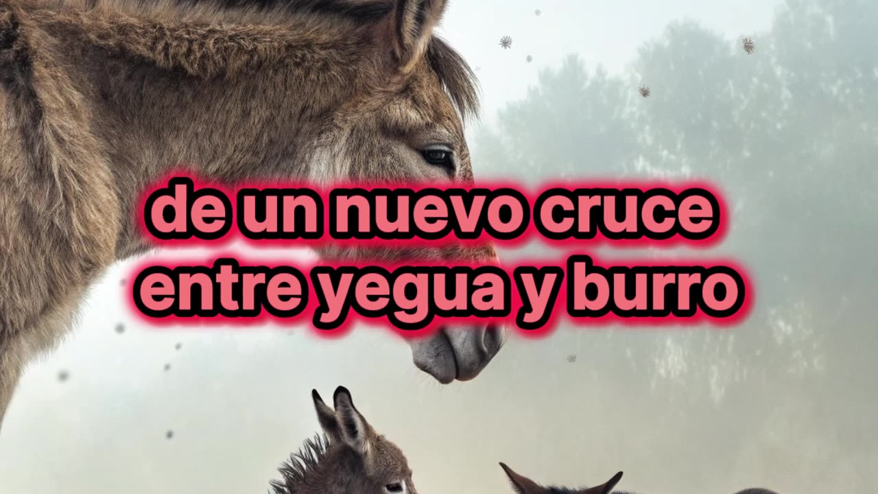 ¿Por qué las mulas no son capaces de producir crías?