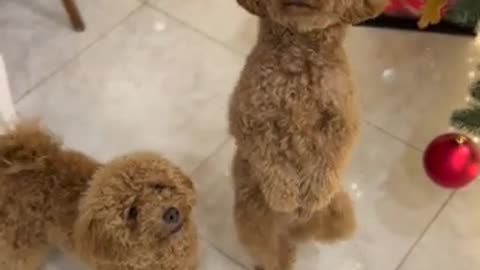 Adorable dogs