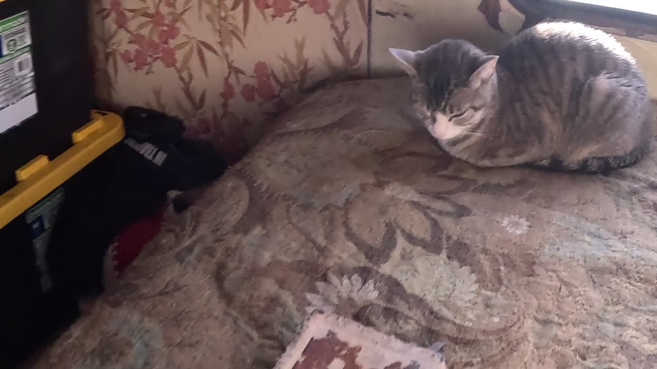 💪Tuesday🐾Devotional🐈