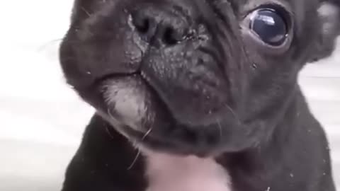 Cute puppy sound