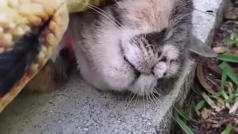 We Don’t Deserve Cats 😂