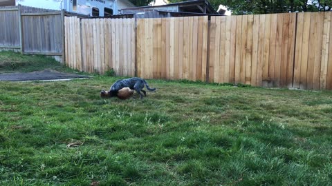 backyard wrastlin 3908243