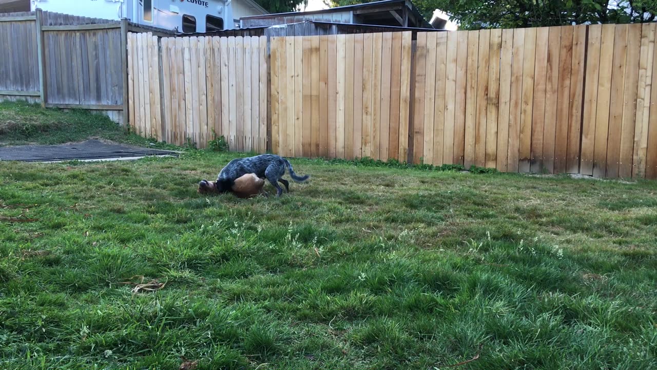 backyard wrastlin 3908243