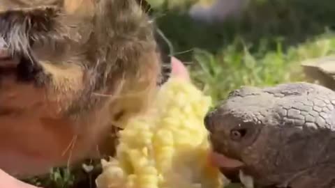 Corn on the cob