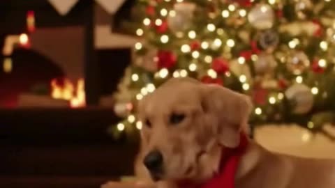 🐶🎄 My Dog Looked So Sad This Christmas… And It Broke My Heart 💔❄️
