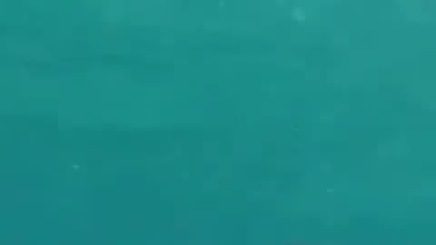 Lobster Hunter