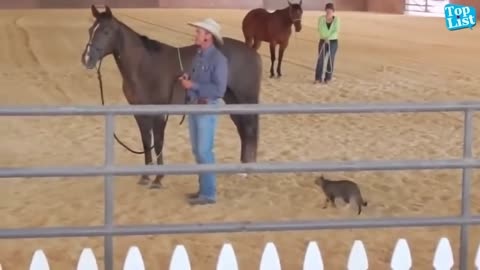 Goofy Animals Part 16 May 2025