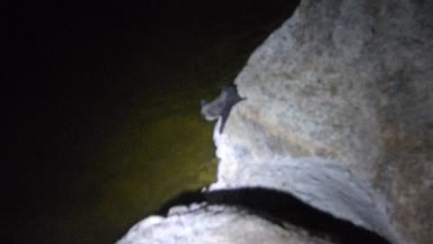 Bat near pond, round 3!