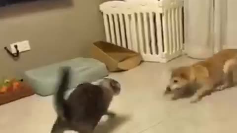 When Dogs Are Terrified of Cats 😱🐶🐱