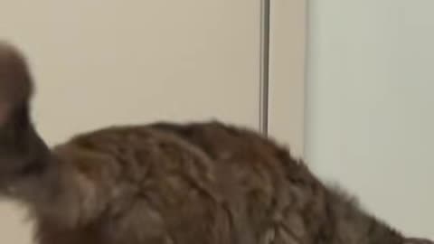 Can Cats Get Any Crazier Than This?